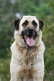 KANGAL 044